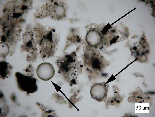 Figure 3b is an image of photomicrographs showing glass spheres found in five of the six samples from Group 3.