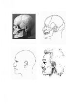 A photograph of a skull profile and three profile drawings of the skull, the reconstruction, and the possible appearance of a man.
