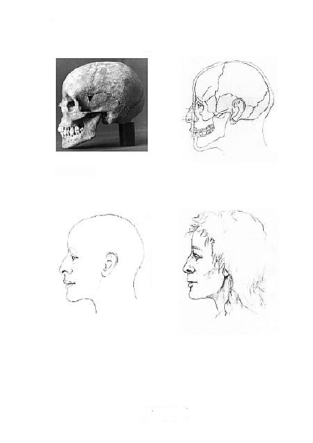 A photograph of a skull profile and three profile drawings of the skull, the reconstruction, and the possible appearance of a woman.