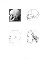 A photograph of a skull profile and three profile drawings of the skull, the reconstruction, and the possible appearance of a woman.