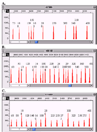 Figure 1 is made up of three screen captures labeled A, B, and C.  Figure 1-A is a screen capture of the ROX-labeled GS-500 showing a horizontal line with 11 vertical spikes at various intervals.  Figure 1-B is a screen capture of the ROX-labeled GS-500 showing a horizontal line with 11 vertical spikes at various intervals.  Figure 1-B is a screen capture of the ROX-labeled GS-400HD showing a horizontal line with 20 vertical spikes at various intervals.  Figure 1-C is a screen capture of the ROX-labeled ILS-600 showing a horizontal line with 12 short and four long vertical spikes at various intervals.