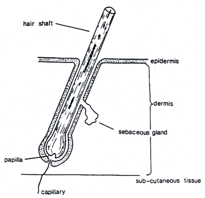 Figure 2 is a diagram of hair in skin.
