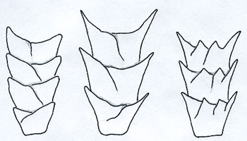 Figure 4 is a diagram of coronal scales.