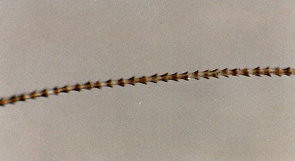 Figure 5 is a photomicrograph of bat hair.