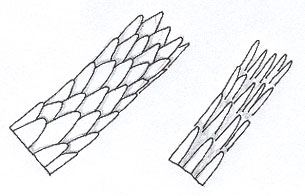 Figure 6 is a diagram of spinous scales.