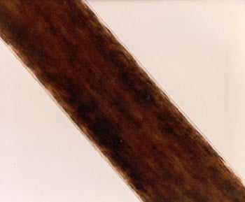 Figure 29 is a photomicrograph of Mongoloid head hair. 