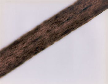 Figure 41 is a photomicrograph of head hair of Negroid individual.