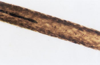 Figure 42 is a photomicrograph of head hair of Negroid individual.