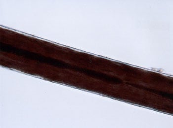 Figure 43 is a photomicrograph of head hair of Mongoloid individual.