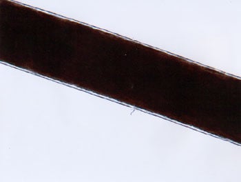 Figure 45 is a photomicrograph of head hair of Mongoloid individual.