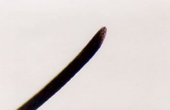 Figure 55 is a photomicrograph of worn razor-cut tip.