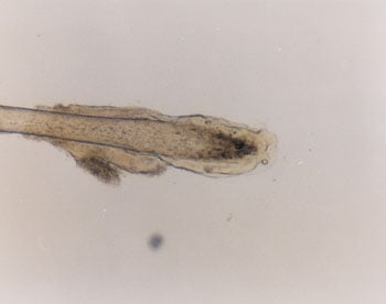 Figure 58 is a photomicrograph of catagen hair root.
