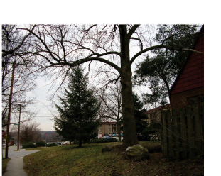 This bottom-left photo depicts a faraway shot of an evergreen tree and other trees in front of an apartment complex.