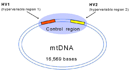 Figure 3: Organization of mtDNA