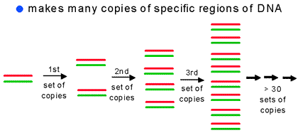 Figure 5: Polymerase Chain Reaction