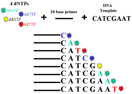 Figure 7: Cycle Sequencing