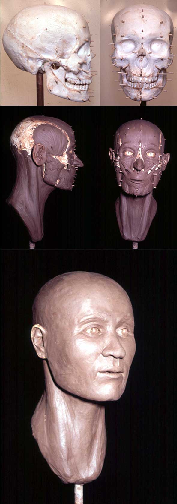 Larger size of Figure 2A. Photographs detailing the reconstruction process of a young human. Top: lateral and frontal skull views. Middle: lateral and frontal muscle views. Bottom: finished reconstruction.