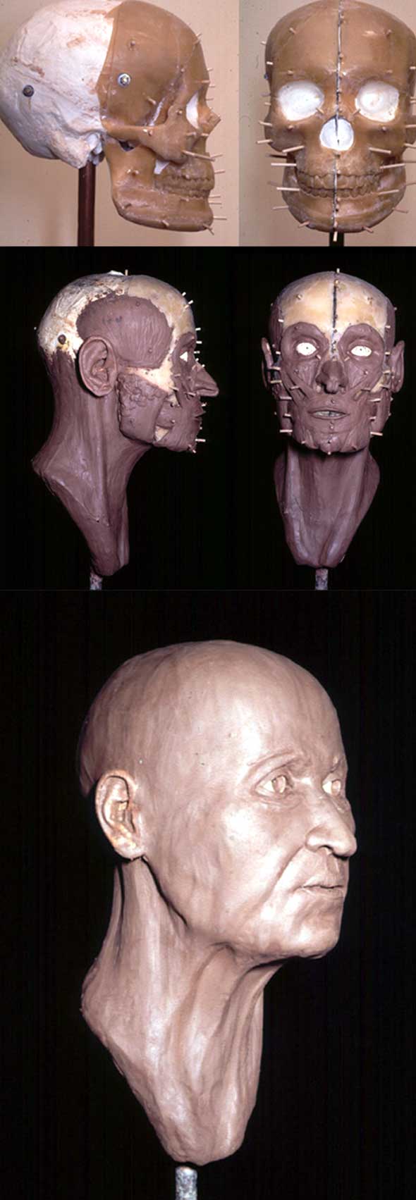 Large size of Figure 2B. Photographs detailing the reconstruction process of an older human. Top: lateral and frontal skull views. Middle: lateral and frontal muscle views. Bottom: finished reconstruction.