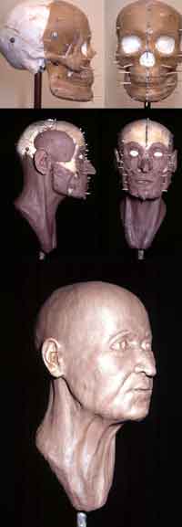 Figure 2B. Photographs detailing the reconstruction process of an older human. Top: lateral and frontal skull views. Middle: lateral and frontal muscle views. Bottom: finished reconstruction.