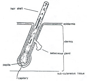 Figure 83 diagrams the hair in skin.