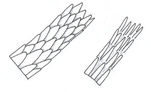 Figure 87 is a diagram of spinous scales.