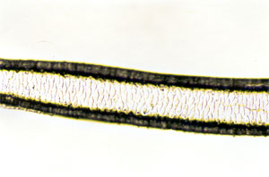 Figure 109 is a photomicrograph of a scale pattern of caribou hair.