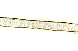 Figure 111 is a photomicrograph of a scale pattern of elk hair.