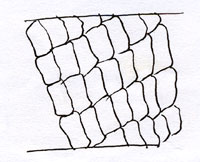Figure 114 is a diagram of a scale pattern of antelope hair.