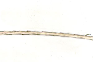 Figure 118 is a photomicrograph of seal hair.