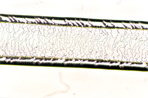 Figure 124 is a photomicrograph of a scale cast of muskrat hair.
