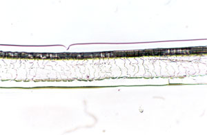 Figure 132 is a photomicrograph of a scale cast of red fox hair (distal region). 