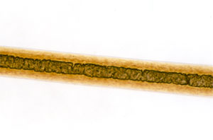 Figure 133 is a photomicrograph of beaver guard hair. 