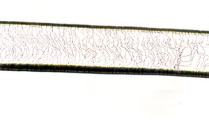 Figure 90. Photomicrograph of Distal-Scale Pattern (Mink)