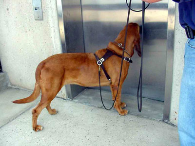 Figure 3 is a photograph of a dog alerting at an elevator door.