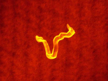 An image of a fluorescing test fiber on a ski mask 