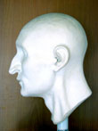 Side view photograph of the plaster model created from the mummified remains
