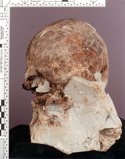 A photograph of the specimen skull with part of the plastic matrix removed.