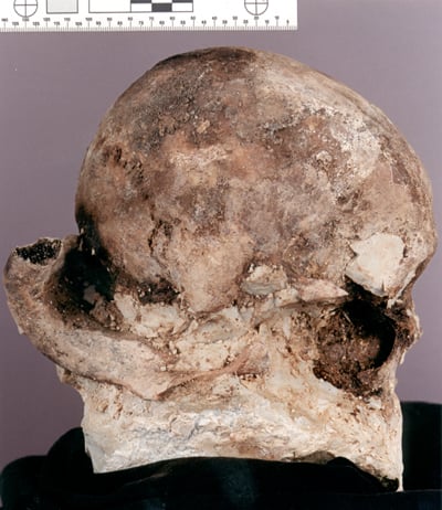 A photograph of the specimen skull with most of the plastic matrix removed.