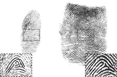 Figure 5: The latent print on the left is different from the known exemplar on the right, demonstrating an exclusion.